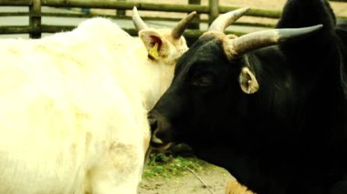 Kocaman boynuzları olan yerli inekler birbirlerine sürtünür ve dillerini yalarlar. Yüksek kaliteli FullHD görüntüler