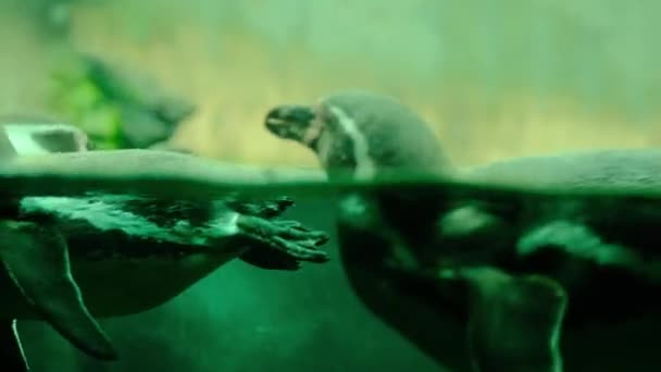 企鹅在水下和水面上游泳 野生动物 优质Fullhd影片 — 图库视频影像
