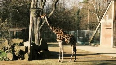 Zürafa, Almanya 'nın Nuremberg Zooprak kentindeki Fod' dan ağaç dalları yiyor. Yüksek kaliteli FullHD görüntüler