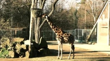 Zürafa, Almanya 'nın Nuremberg Zooprak kentindeki Fod' dan ağaç dalları yiyor. Yüksek kaliteli FullHD görüntüler