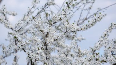 Pembe çiçekler gerçek bir elma ağacında bol bol çiçek açar. Yüksek kalite fotoğraf