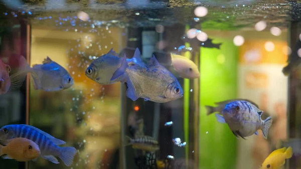 Kolorowe Tropikalne Ryby Akwarium Pływają Obok Pęcherzyków Powietrza Wysokiej Jakości — Zdjęcie stockowe