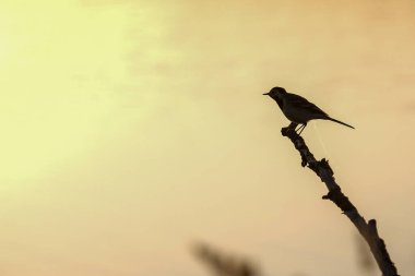 Altın sarısı günbatımı gökyüzüne karşı bir dalda oturan kuş. Yüksek kalite fotoğraf