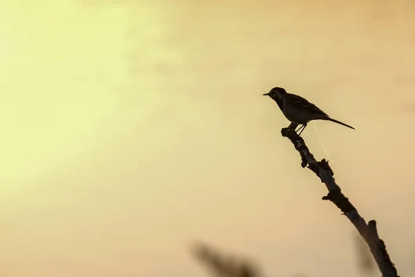 小鸟在金黄的日落天空中栖息在树枝上 高质量的照片 — 图库照片