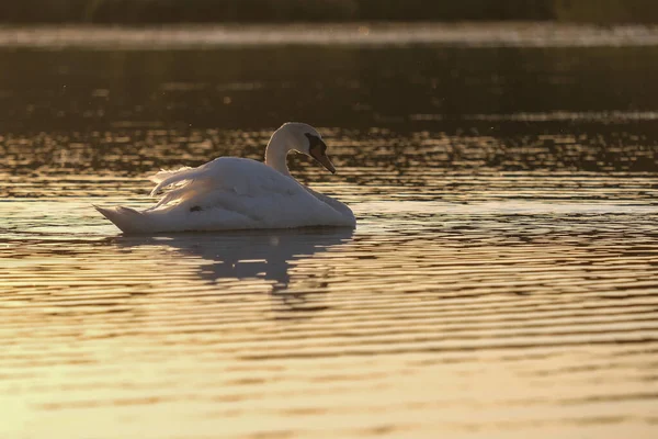 在夕阳西下的金碧辉煌的湖面上 有两只白天鹅 高质量的照片 — 图库照片