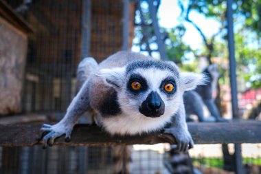 Madagaskar 'dan Lemur hayvanat bahçesindeki kamera merceğine kocaman güzel gözlerle bakıyor. Yüksek kalite fotoğraf
