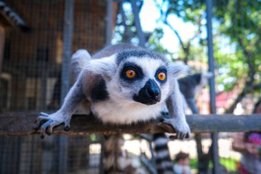 Madagaskar 'dan Lemur zooprak' taki kamera lensine kocaman güzel gözleriyle bakıyor. Yüksek kalite fotoğraf