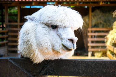 And Dağları 'ndaki şirin alpaka. Yüksek kalite fotoğraf