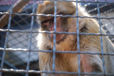 Hayvanat bahçesi kafesinde üzgün maymun, çevresel fotoğraf. Yüksek kalite fotoğraf