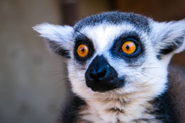 Madagaskar 'dan Lemur hayvanat bahçesine yakın çekim. Yüksek kalite fotoğraf