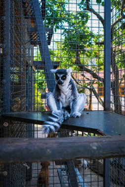 Madagaskar 'dan Lemur hayvanat bahçesine yakın çekim. Yüksek kalite fotoğraf