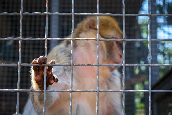 Sad monkey in a zoo cage, environmental photo. High quality photo