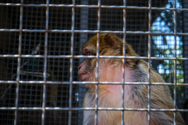 Sad monkey in a zoo cage, environmental photo. High quality photo