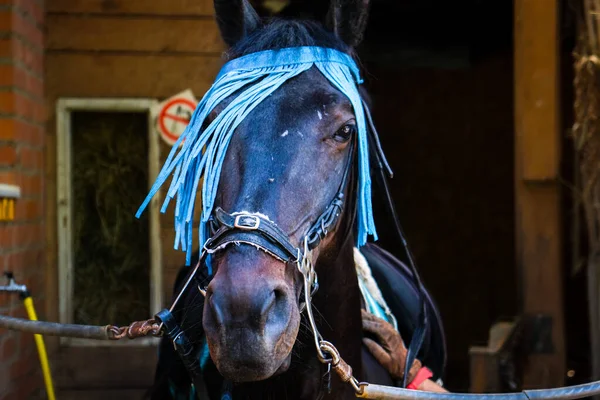 A black horse with blue woven ribbons glances in one eye. High quality photo