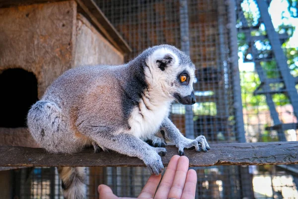 Lemur Madagascar Close Zoo High Quality Photo — Stock Photo, Image