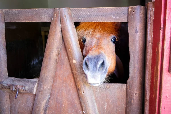 小红马从稳定的栅栏上偷窥 高质量的照片 — 图库照片