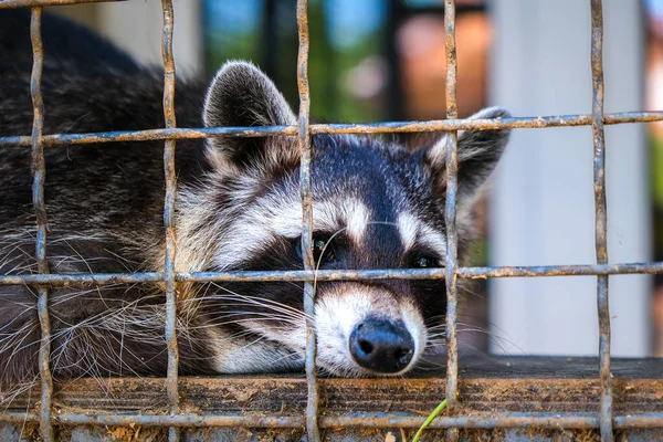 Sad Raccoon Lying Cage Zoo Environmental Photo Animal Protection High — Stock Photo, Image