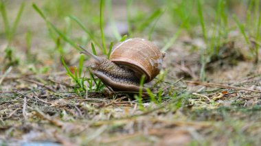 Yeşil çimlerde sürünen küçük bir salyangoz, makro fotoğrafçılık. Yüksek kalite fotoğraf