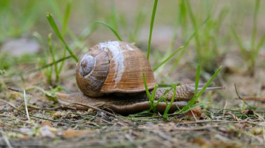 Yeşil çimlerde sürünen küçük bir salyangoz, makro fotoğrafçılık. Yüksek kalite fotoğraf