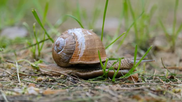 Little Snail Crawling Ground Green Grass Macro Photography High Quality — Stock Photo, Image