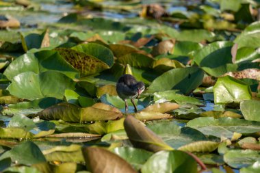 Gri Wagtail Latince adı Motacilla cinerea. Yüksek kalite fotoğraf