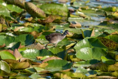 Gri Wagtail Latince adı Motacilla cinerea. Yüksek kalite fotoğraf