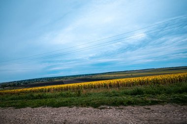 Nefes kesici ve pitoresk bir manzara sergilenen altın tarlalar dramatik bir gökyüzüne karşı güzelce dizilmiş.