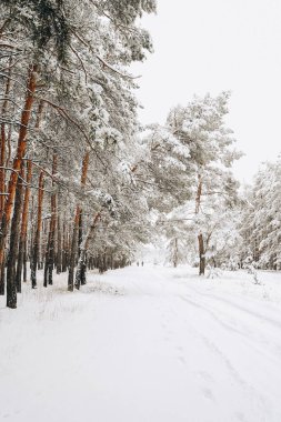 Karla kaplı kış ormanı köknar ağaçları. Renkli açık hava sahnesi, mutlu yeni yıl kutlaması konsepti. Doğa konseptinin güzelliği.