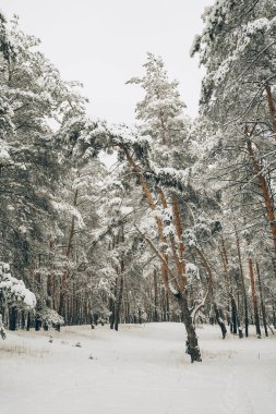 Karla kaplı kış ormanı köknar ağaçları. Renkli açık hava sahnesi, mutlu yeni yıl kutlaması konsepti. Doğa konseptinin güzelliği.