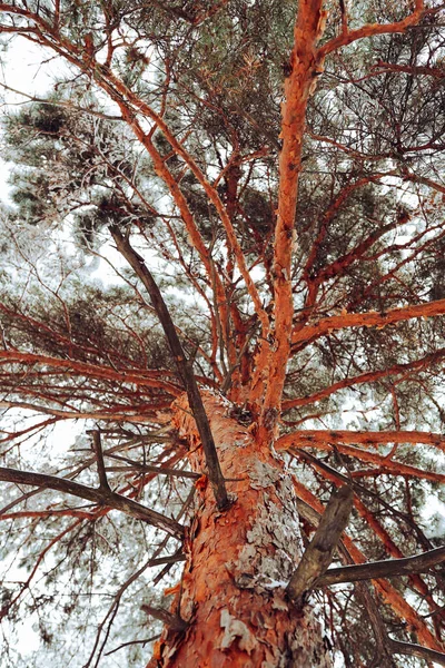 Χειμερινό Δάσος Χιονισμένα Έλατα Πολύχρωμο Υπαίθρια Σκηνή Ευτυχισμένο Νέο Έτος — Φωτογραφία Αρχείου