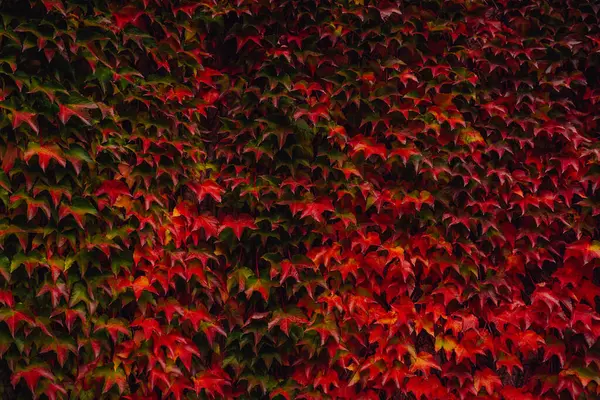 Fundo Colorido Feito Folhas Outono — Fotografia de Stock