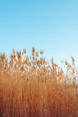 Sazlık çiçekli sakin bir kış günbatımı gölü çiçek açıyor. Parlak renkler