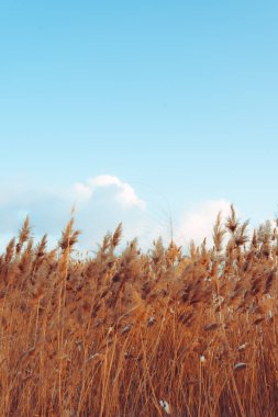 Sazlık çiçekli sakin bir kış günbatımı gölü çiçek açıyor. Parlak renkler