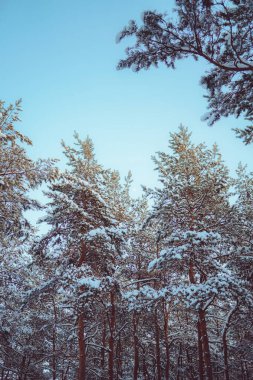 Soğuk bir akşamda çam ağaçları karla kaplıdır. Güzel kış manzarası