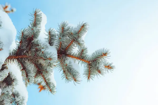 Nahaufnahme Von Tannenzweigen Die Winterwald Mit Schnee Bedeckt Sind Echter — Stockfoto