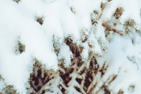 Primer Plano Rama Abeto Cubierta Nieve Bosque Invierno Fondo Real — Foto de Stock