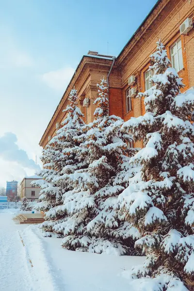 stock image Pine trees in the city covered with snow. Real winter and Christmas background