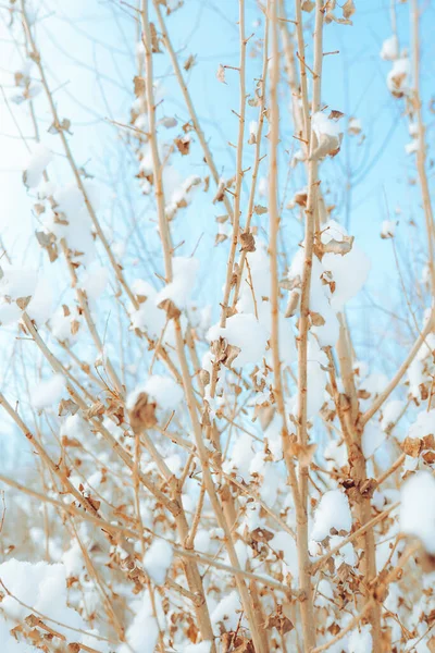 Kiefern Die Frostigen Abend Mit Schnee Bedeckt Sind Schönes Winterpanorama — Stockfoto
