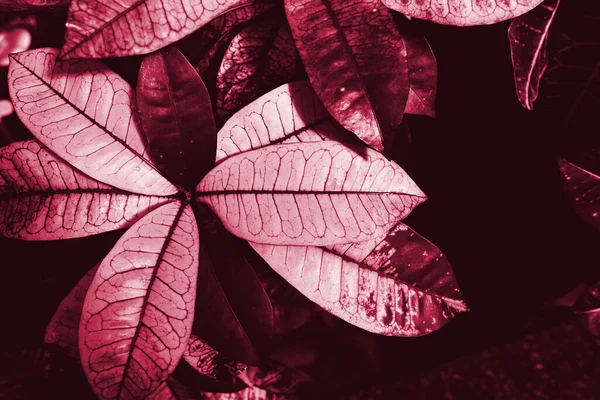単色で植物のViva Magenta美しい景色 森Vivaマゼンタ色の植物 流行色2023 — ストック写真
