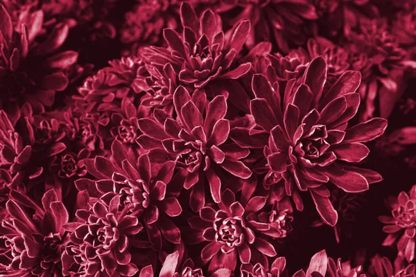 stock image Viva Magenta beautiful view of plant in monochrome color. Forest Viva Magenta colored plants. Trendy color 2023