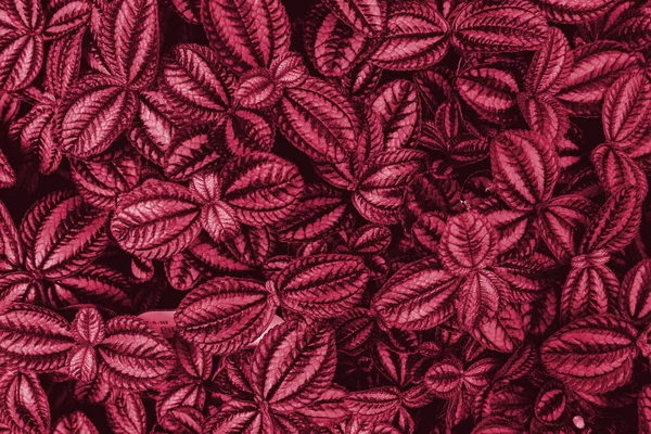 一色植物的活体品红美丽的景色 森林Viva Magenta有色植物 时尚色彩2023 — 图库照片