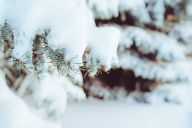 Kış ormanlarında karla kaplı köknar ağacının dalını kapatın. Gerçek kış ve Noel geçmişi