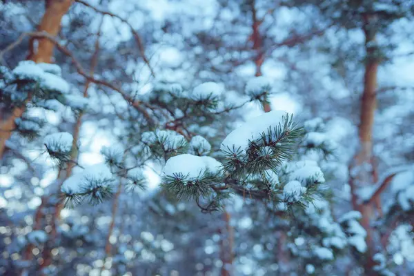 Kiefern Die Frostigen Abend Mit Schnee Bedeckt Sind Schönes Winterpanorama — Stockfoto