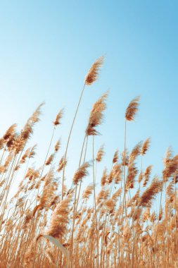 Sazlık çiçekli sakin bir kış günbatımı gölü çiçek açıyor. Parlak renkler