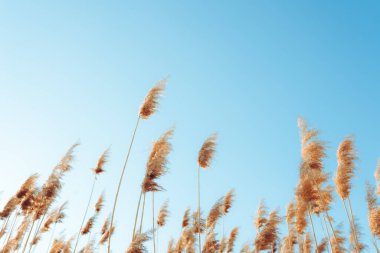 Sazlık çiçekli sakin bir kış günbatımı gölü çiçek açıyor. Parlak renkler