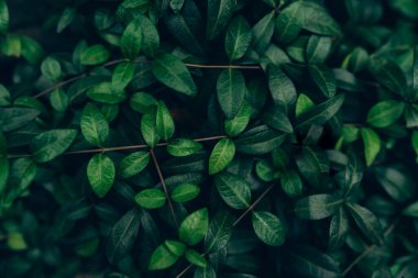 Yeşil yapraklar doku arkaplanı, Doğal arkaplan ve duvar kağıdı