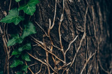 Yeşil yapraklar doku arkaplanı, Doğal arkaplan ve duvar kağıdı