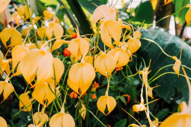 Güzel renkli bir doku. Doğal arka plan. Botanik Bahçesi