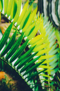 Doğal yeşil yapraklar arka plan. Güzel yeşil desen