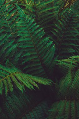 Doğal yeşil yapraklar arka plan. Güzel yeşil desen